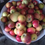 Apples from cellar